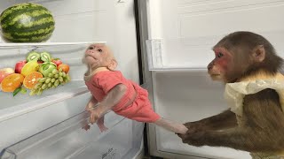 MiMi stopped Baby monkey Su looks for food in the refrigerator