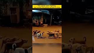 A Fight Between Dogs. Funny Parties. Cats. Tik Tok Compilations Are Human-Friendly Animals