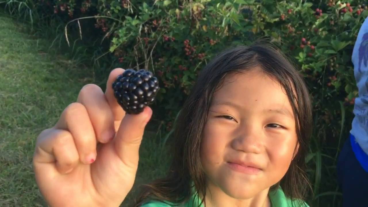 Picking blackberries YouTube