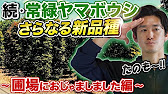 常緑で花が咲く 進化する常緑ヤマボウシ第３弾 Youtube