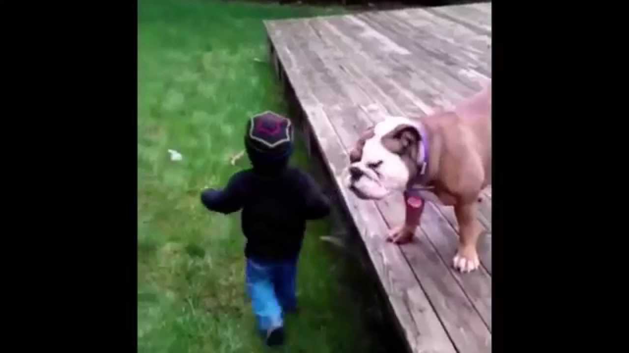 Dog RKO's Little Kid - YouTube