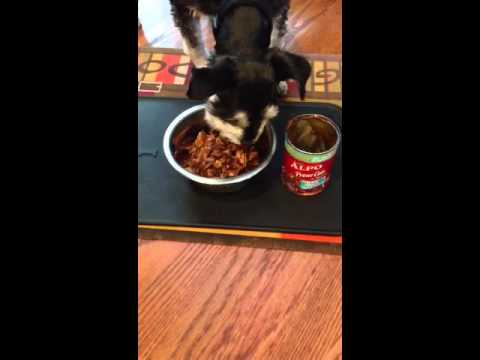 alpo-homestyle-dog-food-review