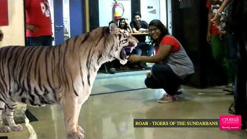 Shivangi Agarwal Face To Face With The Tigers Of The Sundarbans