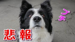 シニア犬のサプリの紹介と、ちょっぴり悲報を聞いたボーダーコリー