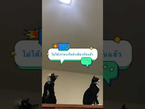 แมวไทยน่ารัก  2022 New  หน่วยปฏิบัติการน่ารัก