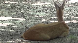 Roe deer / Capreolus capreolus / Европейская косуля 0070 Roe deer / Capreolus capreolus / Европейская косуля 0070