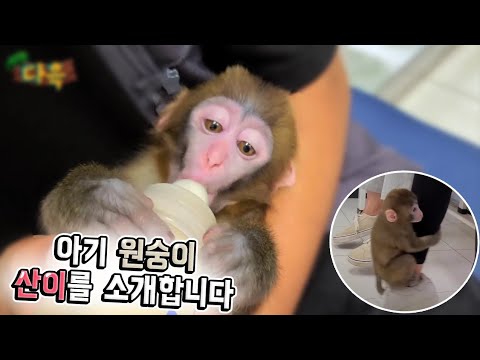   아기원숭이 부모가된 대학생들 ㅋㅋ 원숭이 한마리는 5살조카 5명과 맞먹는다죠 일본원숭이 산이