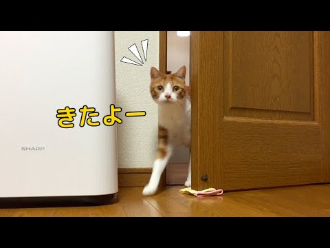 お部屋に遊びにくるねこさん