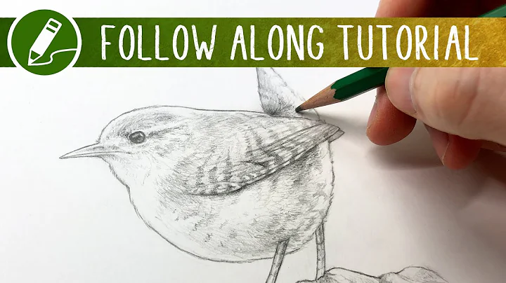 Drawing a Bird Study | Follow Along Tutorial - DayDayNews
