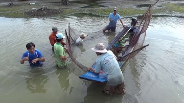 Cận cảnh cao thủ tay không bắt cá ngát dưới sông.