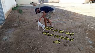 الطريقه الصحيحه البداية تدريب كلب الصيد.#dog #chien #dressage #تدريب_الكلاب #viral #fouryou #maroc