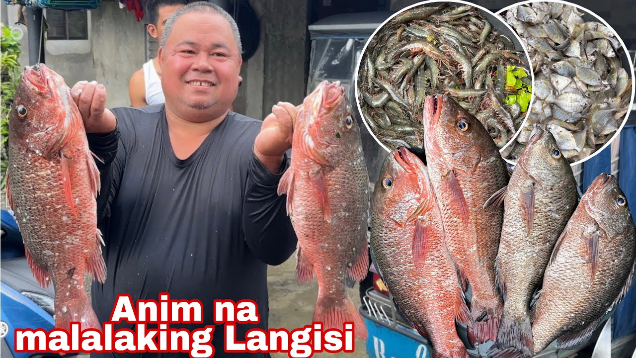 Malalaking Langisi Sugpo Midbid at Tambong ang huli ni Bossing sa paglulumpot