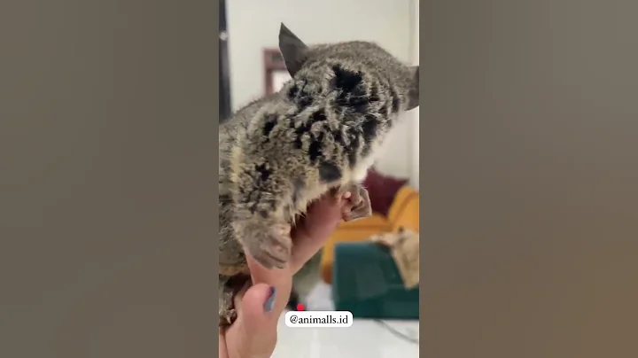 What animal is this? Long ears and big eyes #animals #worldanimals #pets #petsworld #cute #funny