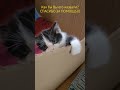 СМЕШНОЙ котёнок родился у нас.  #смешныекоты #котята #смешныеживотные