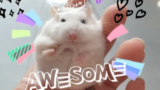My New Cute Hamster Roborovski Platinum Stay On My Hand - Hamster's Island