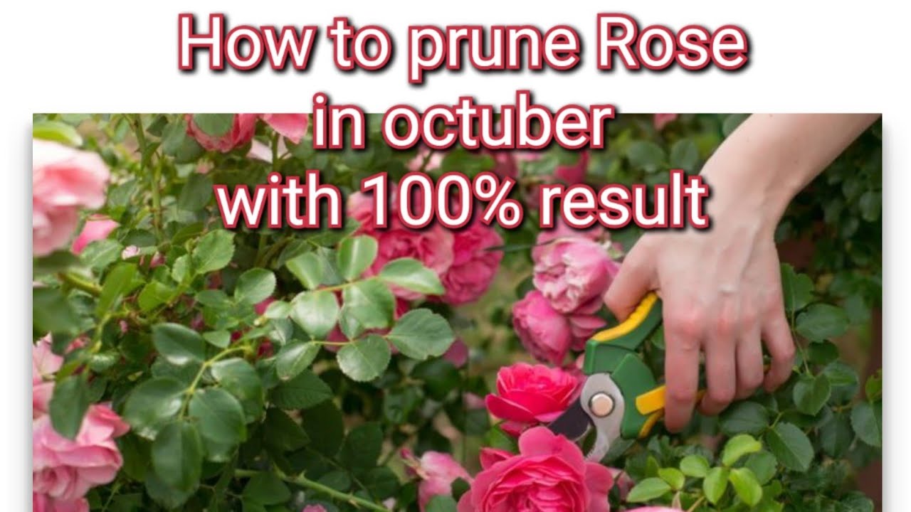 How to prune Rose in month of October step by step process with 100