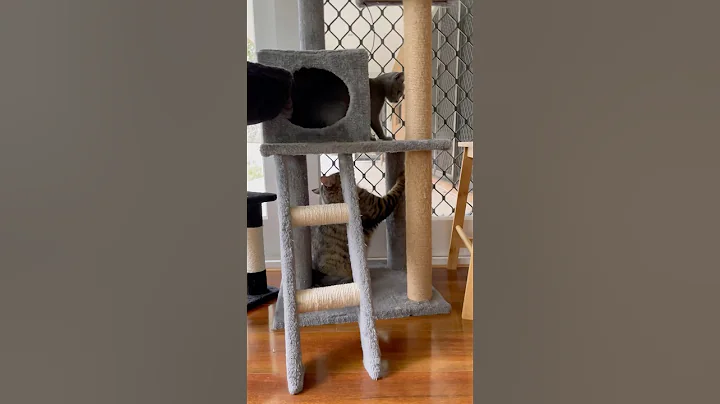 Video 11701141: tabby cat, russian blue, cats catplaying, cats catlife