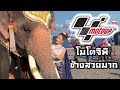 ไม่ดูคือพลาด! ช้างบุกงาน #MotoGP  งาขาวมาก บรรยากาศครึกครื้น elephant thailand