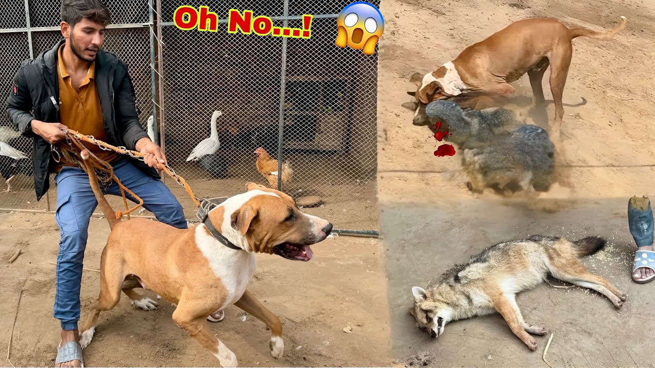 Jungle Janwar Or Bully Dog Badshah Phadda💔