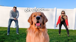 Who Does Your Dog Love More?