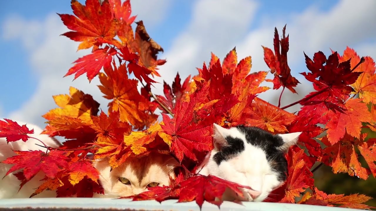 goro「猫さんのお出迎え」「森のひと時~紅葉の中で」 goro「猫