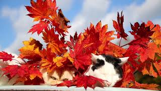 紅葉をのせた猫 211107 - YouTube