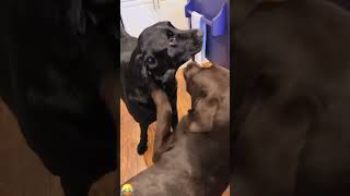 When you have two dogs #dog #funny #pet #animals #fyp