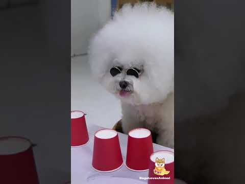 Video: „Smart Dog“žaislai