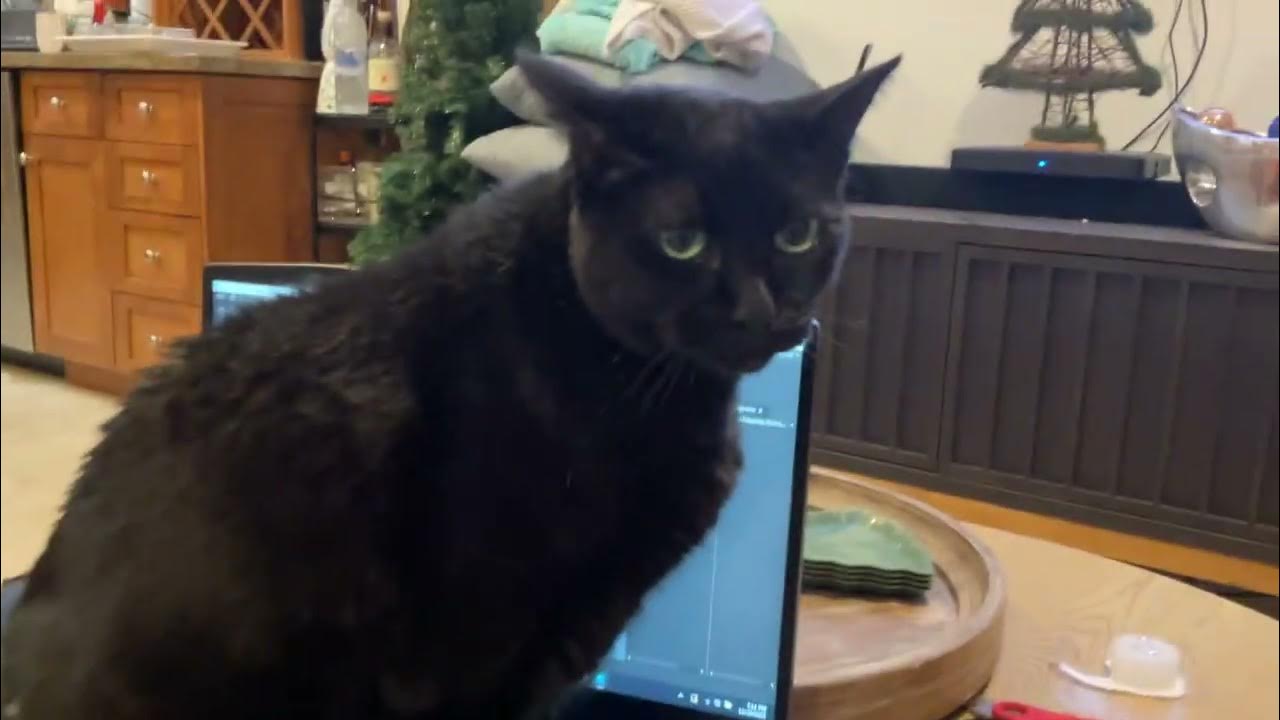 I’m Really sorry guys my cat stepped on my keyboard. YouTube