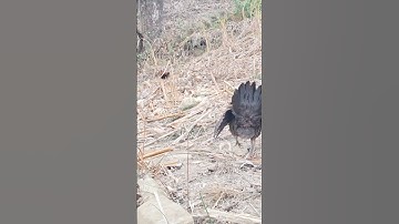 gà mái gọi trống phi đập cánh sắt gáy cánh. poj qaib hu lau ntxuaj ti dhias tsi saib qab