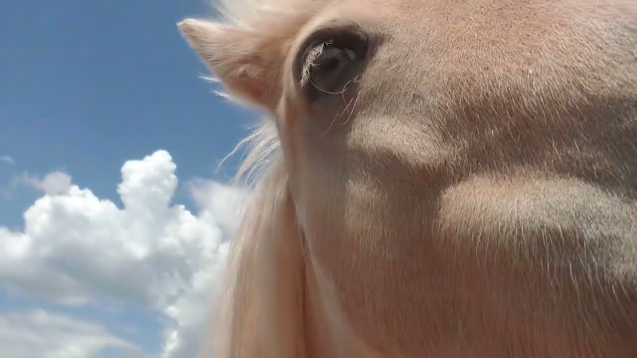 1 precious donkey and 1 phony pony