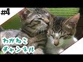 #4【吾輩】猫と暮らし始める【猫】