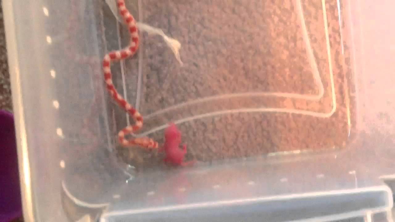 watershed candy corns first feeding attempt