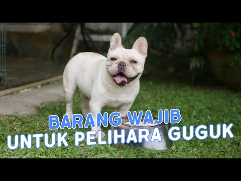 Video: 9 Hal Yang Paling Dibutuhkan Anjing Kita Dari Kita