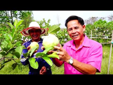 การผลิตน้ำหมักชีวภาพ