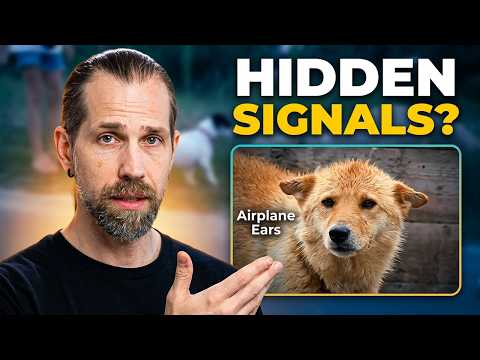 Your Dog Is Stressed Right Now—Here's Why You Can't Tell