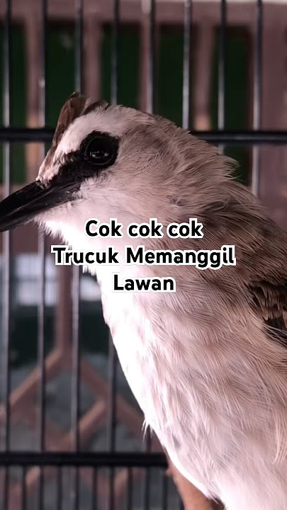Trucuk jantan cok cok cok memanggil betina #trucukbetinamemanggiljantan #shortsvideo #shortsviral