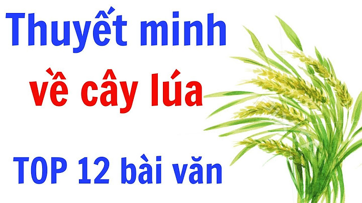 Các bài văn thuyết minh về cây lúa lớp 9 năm 2024