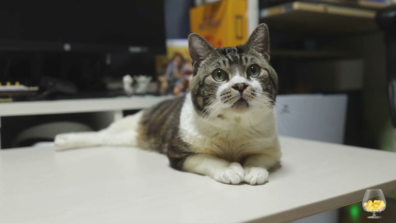 猫ライブ配信 リキちゃんライブ 火曜日 21 7 13 ねんねタイム おやつタイム 猫動画 癒しの猫のナイトルーティン リキちゃんねる Youtube 猫ライブ配信 リキちゃんライブ 火曜日 21 7 13 ねんねタイム おやつタイム 猫動画 癒しの猫のナイトルーティン リキちゃんねる Youtube