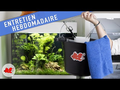 Vidéo: Comment laver les plantes d'aquarium