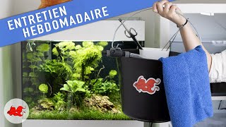 Entretien d'un aquarium planté