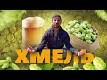 Хмель. Dry Hop, Hop Creep, Hop Burn. Biotransformation