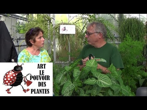Vidéo: Syngonium: Toutes Les Nuances De L'entretien D'une Plante à La Maison + Photos Et Vidéos