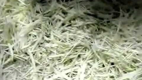 ginger slice, ginger slicer machine, how to slice ginger, slice vegetables, how to slice vegetables