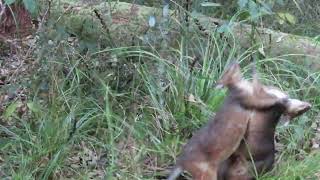 male Red-legged Pademelons fighting for dominance