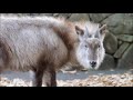 ショートサーキット出張版読み上げ動画5799 ショートサーキット出張版読み上げ動画5799