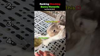 Ranking Funniest Shocking Bunny Moments