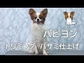 Papillon Grooming パピヨン君のトリミング ハサミ仕上げ