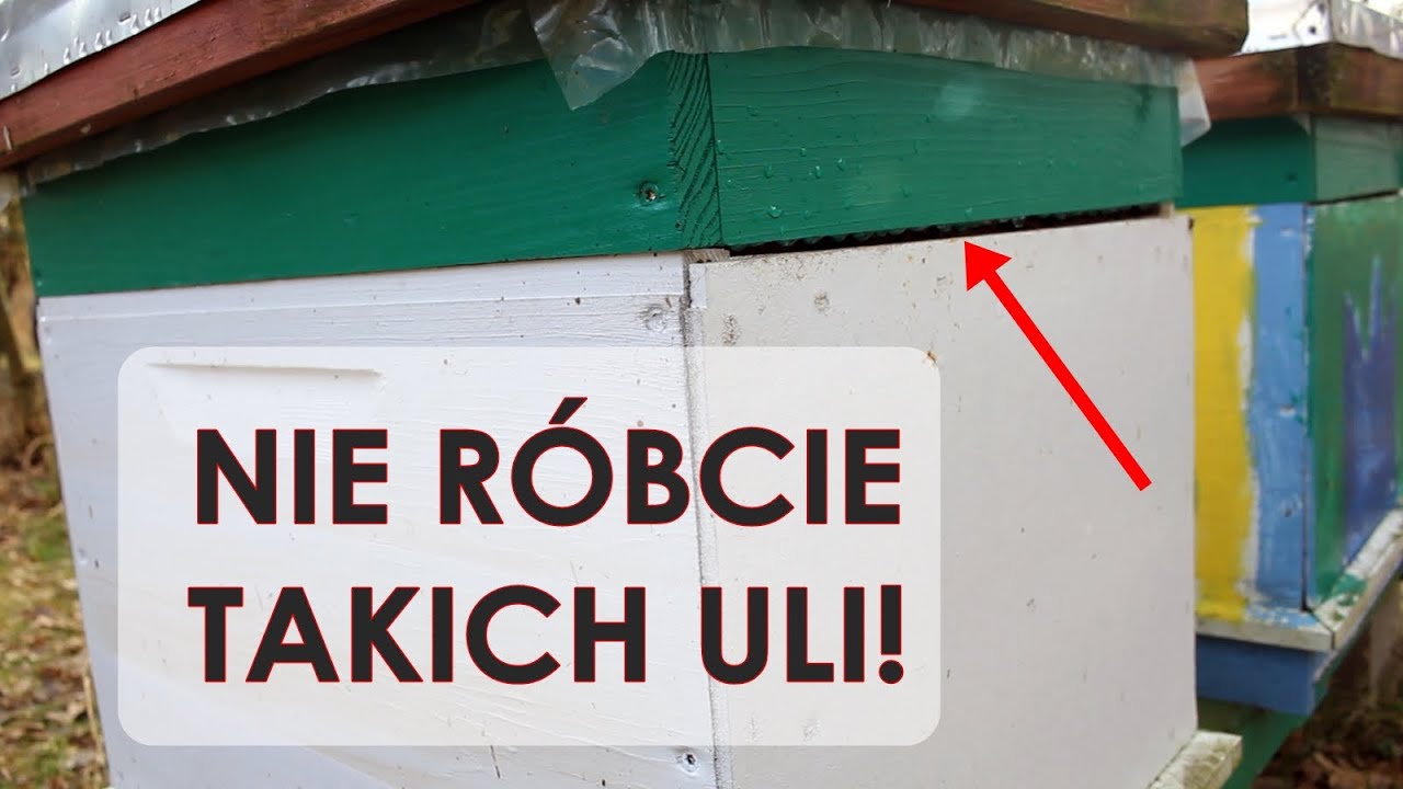 #53 Nie róbcie takich uli! Kontrola pasieki.