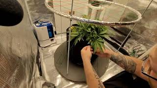 The Joe Pro's Grow Show!  Episode 6 (Zkittlez)